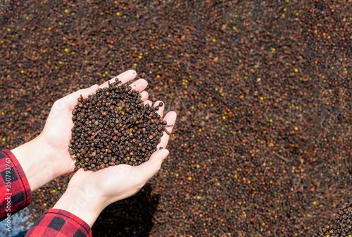 Farmer girl in red plaid shirt hand holding black pepper grains and whole blacK pepper under the sun.Agriculture Asian Thailand woman with peppercorn on hand and background.Ceylon pepper outdoor.