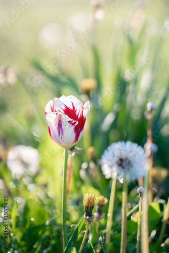 Red white tulip blossom on sunrise in the spring meadow
