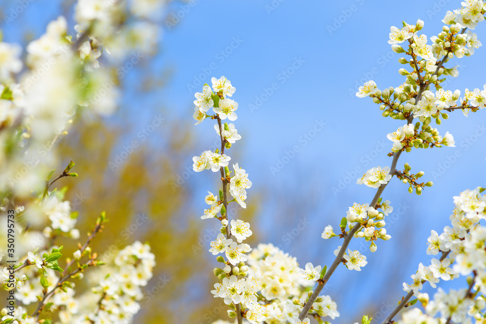 blooming spring tree against the blue sky . white cherry flowers are illuminated by the sun. blooming spring tree against the blue sky . white cherry flowers are illuminated by the sun.