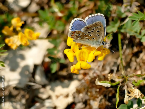 Adonis blue on horseshoe vetch photo