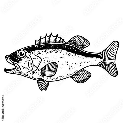 Illustration of bass fish in engraving style. Design element for logo, label, sign, poster, t shirt. Vector illustration
