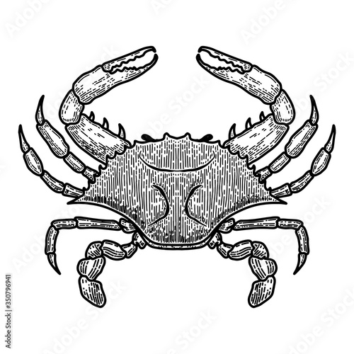 Illustration of blue crab in engraving style. Design element for logo, label, sign, poster, t shirt. Vector illustration