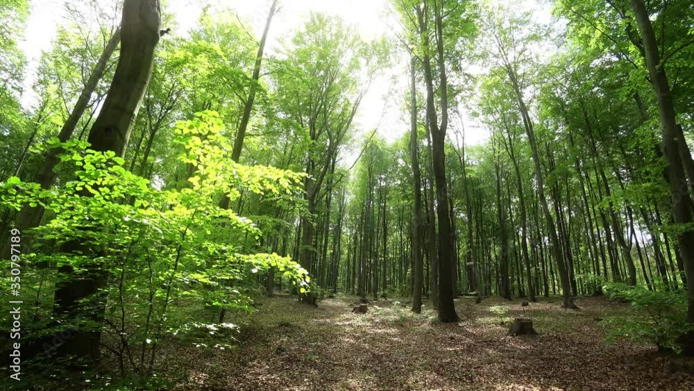 Beech forest in spring by soft light 01 Beech forest in spring by soft light 01
