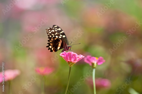 Beautiful butterfly rests on a flower in the Lake Manyara National Park, Tanzania © Travel Stock