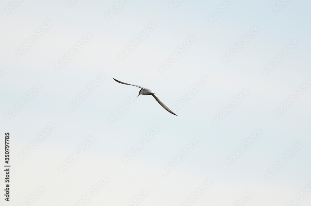 Obraz premium コアジサシ