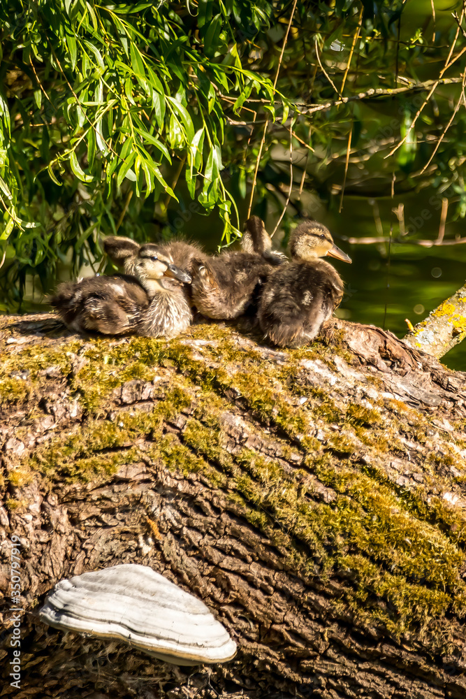 Ducklings sitting close together on an old tree in a little lake in the Mönchbruch natural reserve in Hesse, Germany.