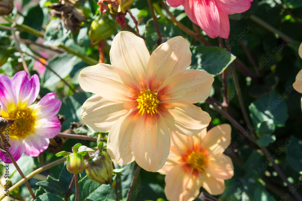 Bright and juicy Dahlia flowers on a clear and Sunny day. red and yellow flowers Bright and juicy Dahlia flowers on a clear and Sunny day. red and yellow flowers