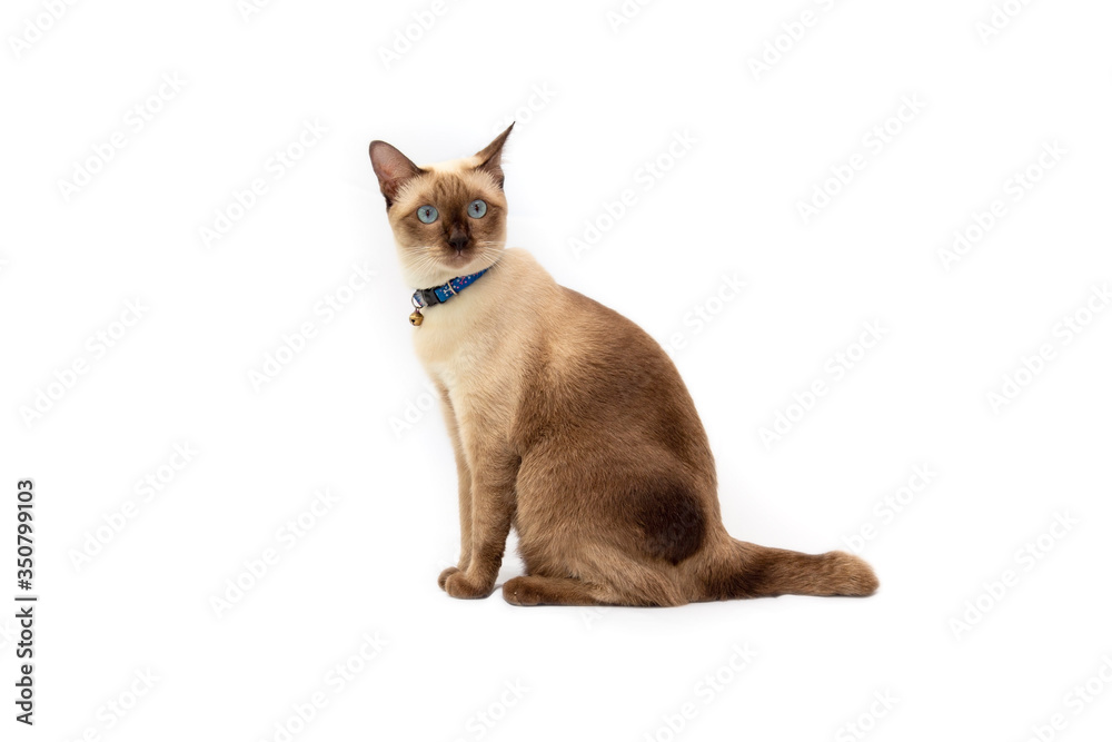 Portrait of the Siamese cat  are sitting isolate on white background. Portrait of thai cat with blue eyes is sitting on white background.