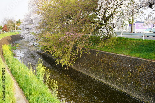 桜 春 桜並木 川沿い お花見