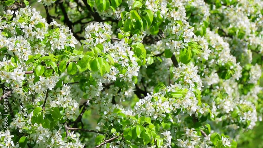 Spring in the city. First foliage and flowers on trees. Moscow. Russia Spring in the city. First foliage and flowers on trees. Moscow. Russia