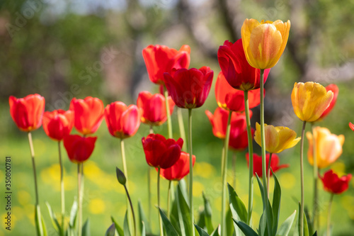 Red and yellow tulips on a background of green grass © Sergei Malkov