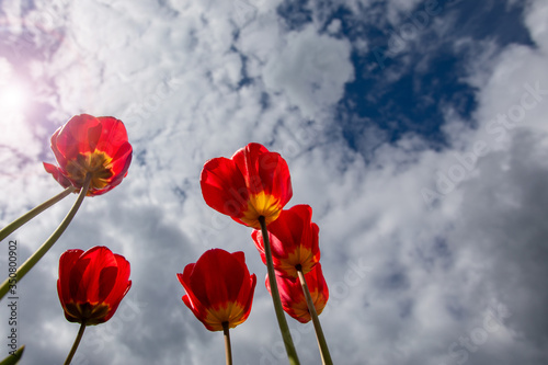 Red and yellow tulips against the sky with clouds