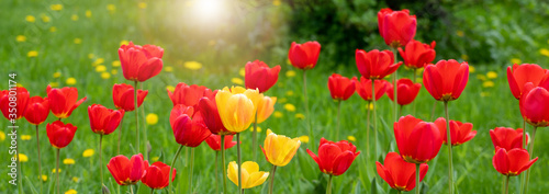 Red and yellow tulips on a background of green grass