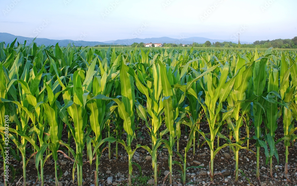 Obraz premium A field of corn growing in the Italian region of Friuli – a big producer of corn, but mainly for polenta rather than sweetcorn 