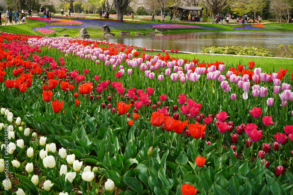 チューリップ　公園　春　群生　満開　花壇