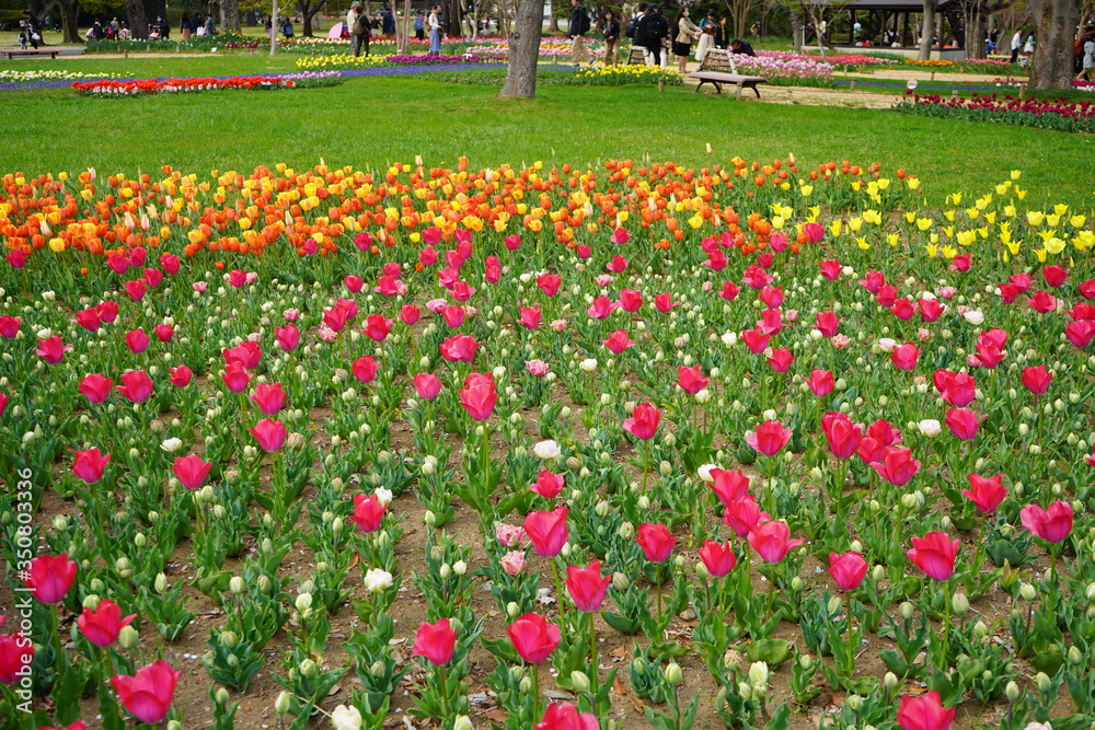 チューリップ 公園 春 群生 満開 花壇 チューリップ 公園 春 群生 満開 花壇