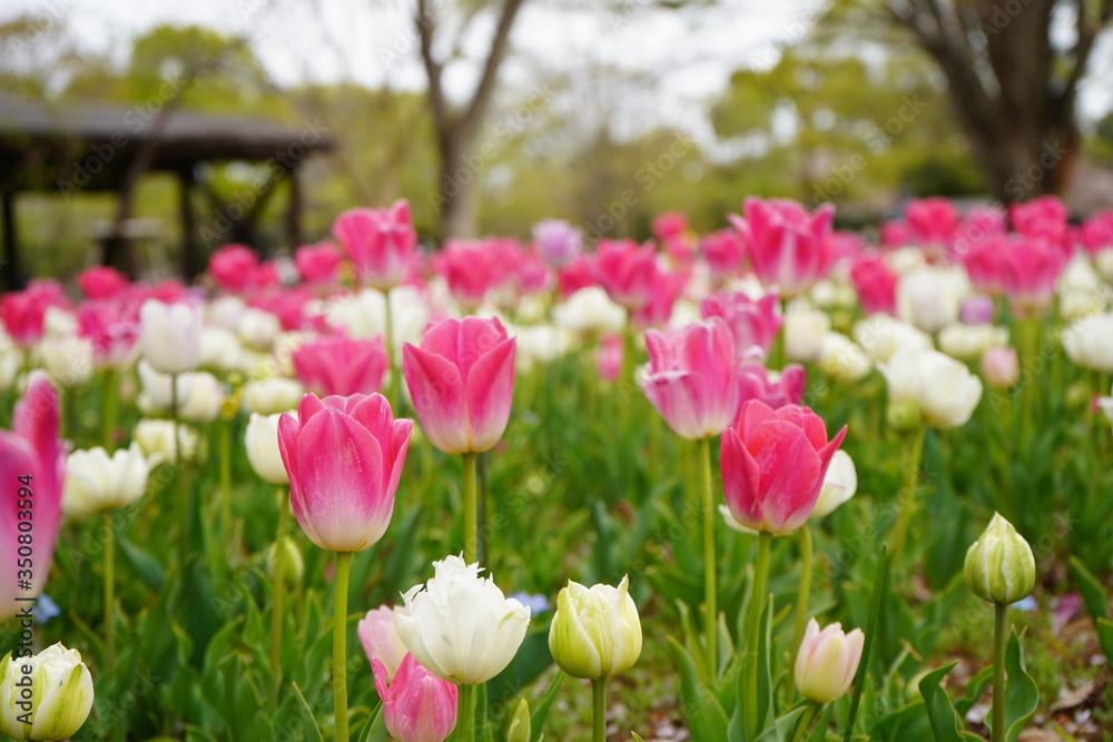 Obraz premium チューリップ 公園 春 群生 満開 花壇