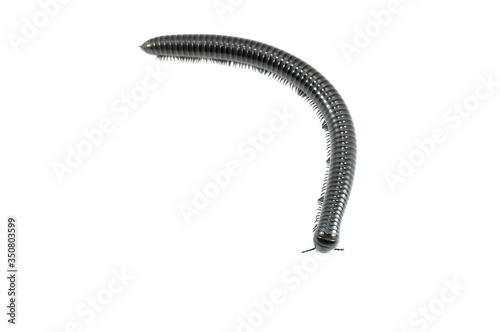 animal millipede on white background