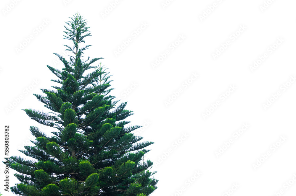 Green pine tree isolated on white background,christmas tree