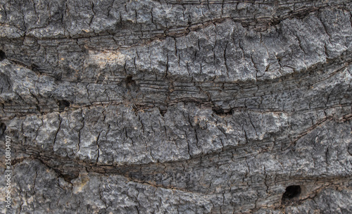 The texture of the Bark of palm trees Wallpaper with wood texture grey