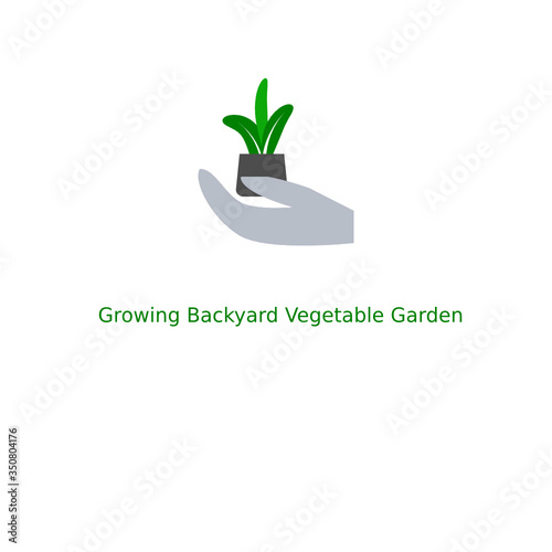 Growing Backyard Vegetable Garden , Hand Hold Little Plant On white 