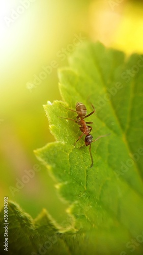 Ant on the green leaf and sun rays