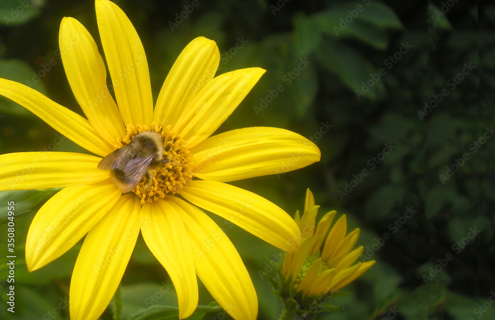 Obraz premium Jerusalem artichoke flower. Yellow flower close-up with a bumblebee insect in the center of an inflorescence. Summer, nature, green background with place for white text.