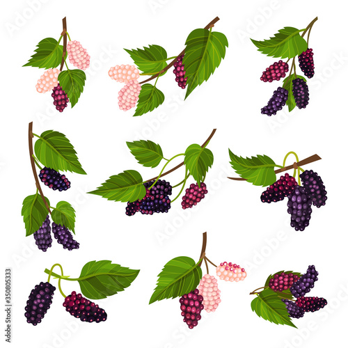 Mulberry Branch with Immature Pink Berries and Ripe Black Ones Vector Set