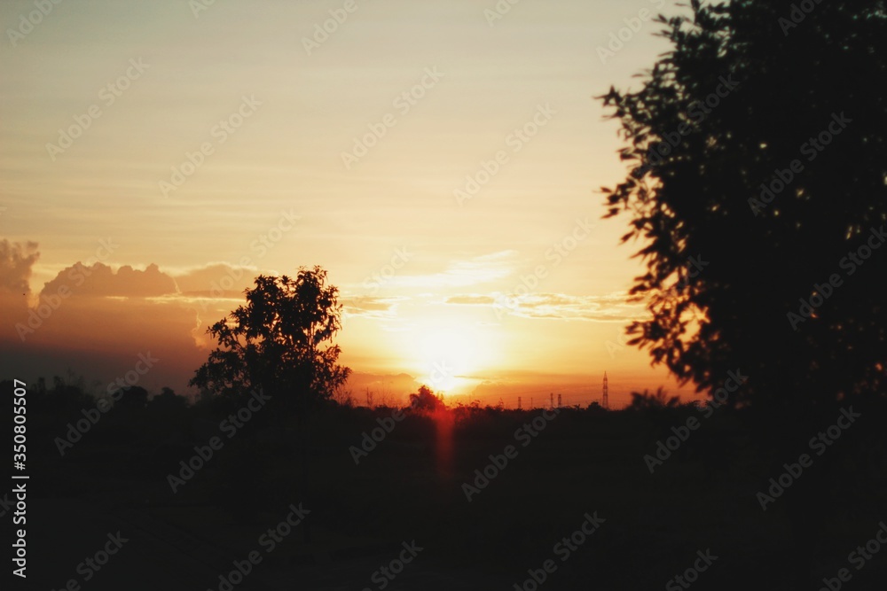 Silhouette of trees facing sunset