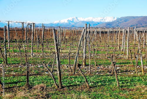 A field of bare grape vines in mid winter in Friuli, north east Italy
 photo