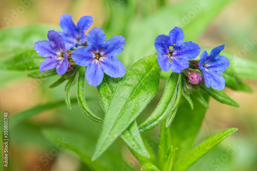 Plants and flowers