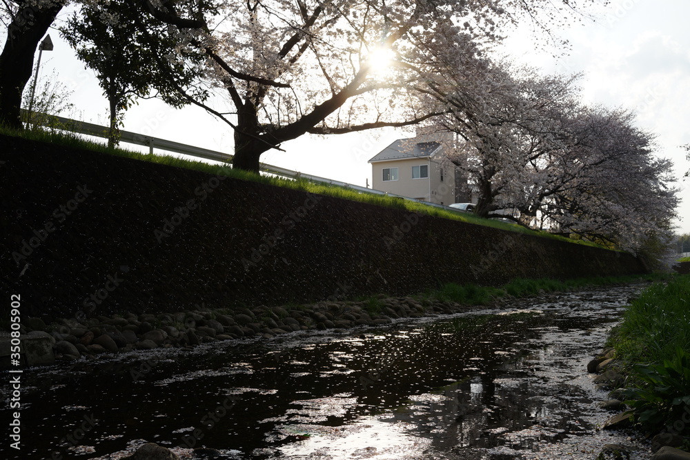 Obraz premium 桜 春 桜並木 川沿い お花見