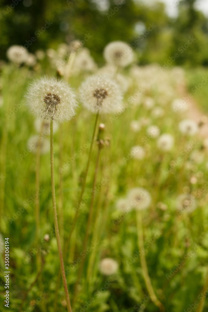 dandelion on green grass dandelion on green grass