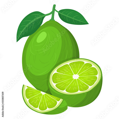 Fresh bright exotic whole, half and cut slice lime fruit isolated on white background. Summer fruits for healthy lifestyle. Organic fruit. Cartoon style. Vector illustration for any design.