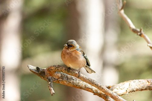 A finch bird sits on a branch in the forest.