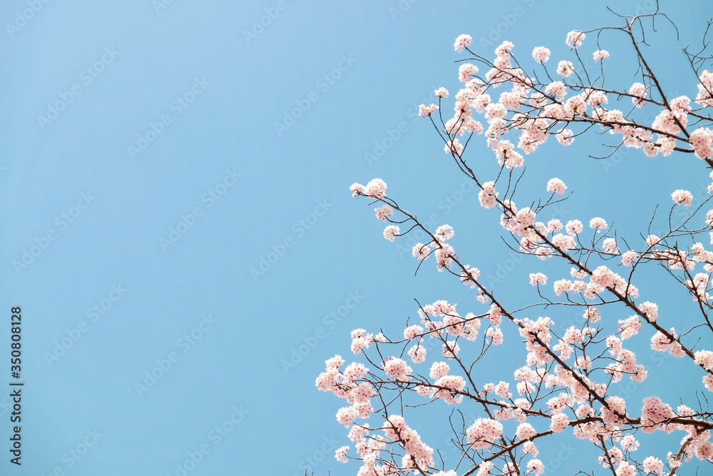 Cherry Blossom in Busan, South Korea, with blue sky background. Cherry Blossom in Busan, South Korea, with blue sky background.