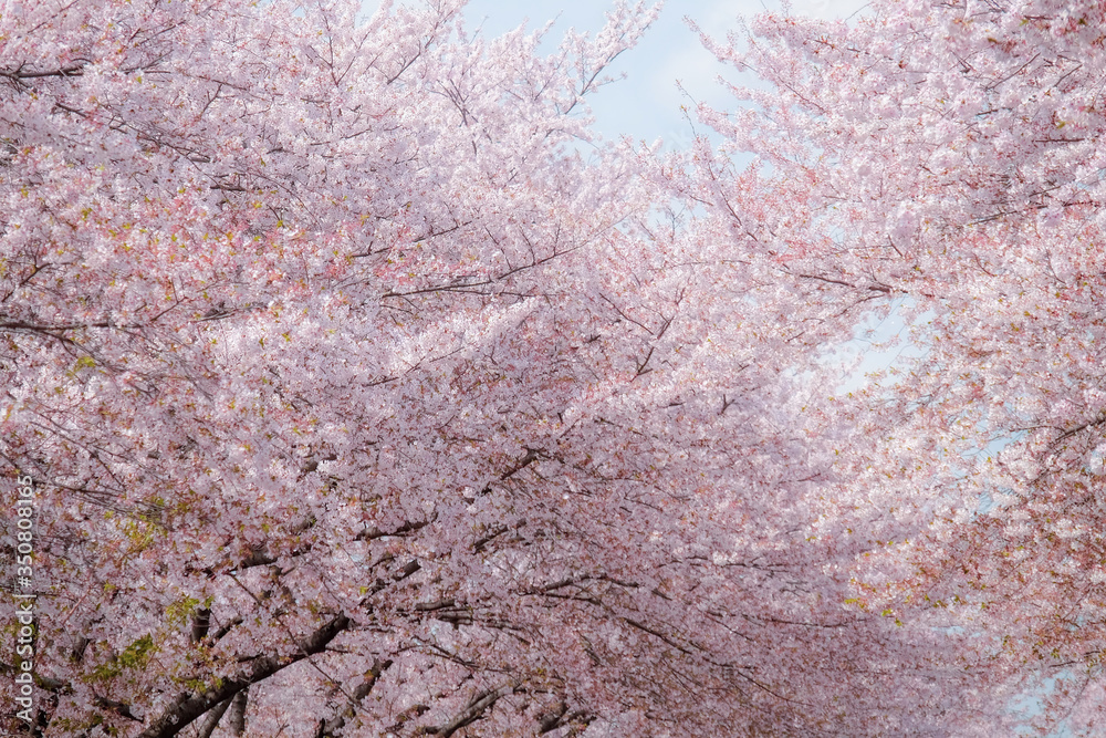 Cherry Blossom during early April in Busan, South Korea. Cherry Blossom during early April in Busan, South Korea.
