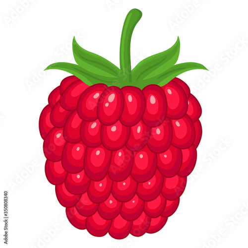 Fresh bright exotic whole raspberry isolated on white background. Summer fruits for healthy lifestyle. Organic fruit. Cartoon style. Vector illustration for any design.