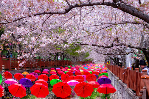 Busan/ Republic of Korea - April 7th, 2018: The Cherry Blossom festival at Yeojwacheon stream in April. 