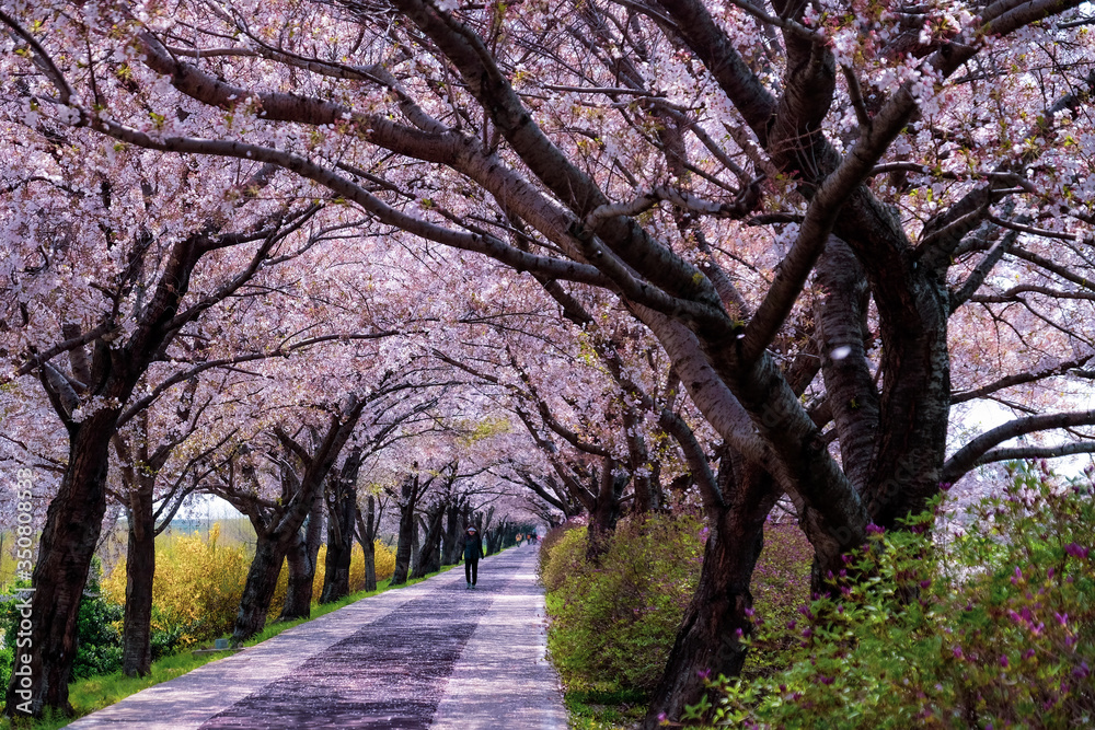 Cherry Blossom season in April at Samnak Ecological Park, near Gimhae international Airport, Busan, South Korea. 