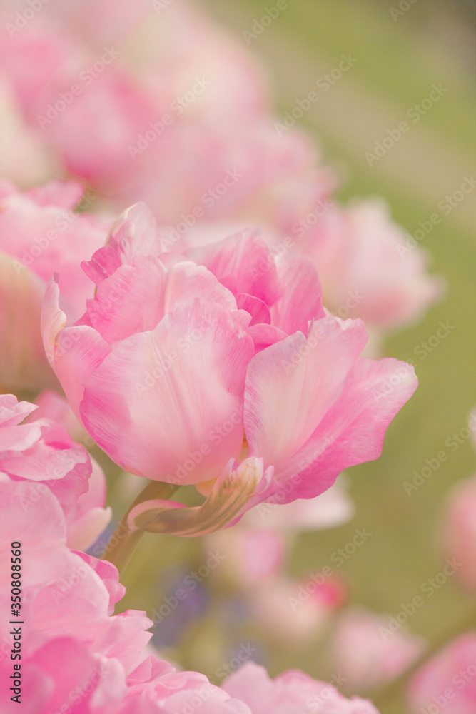Pink peonies close-up. Floral, spring background in pink. Pink peonies close-up. Floral, spring background in pink.