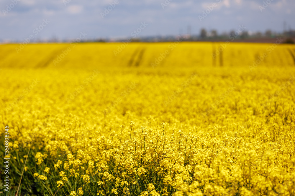 Yellow field of rapeseed and sky with clouds background, plant for green energy