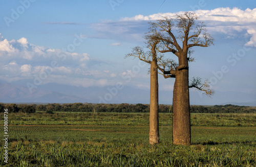 Baobab, adansonia zaha, Madagascar photo