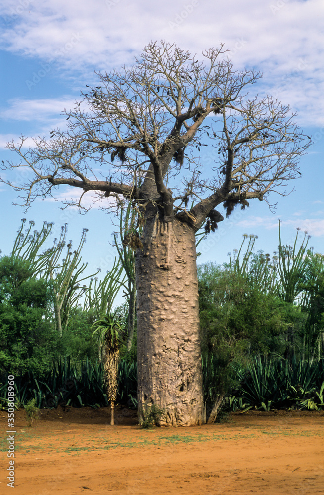 Baobab, adansonia zaha, Madagascar