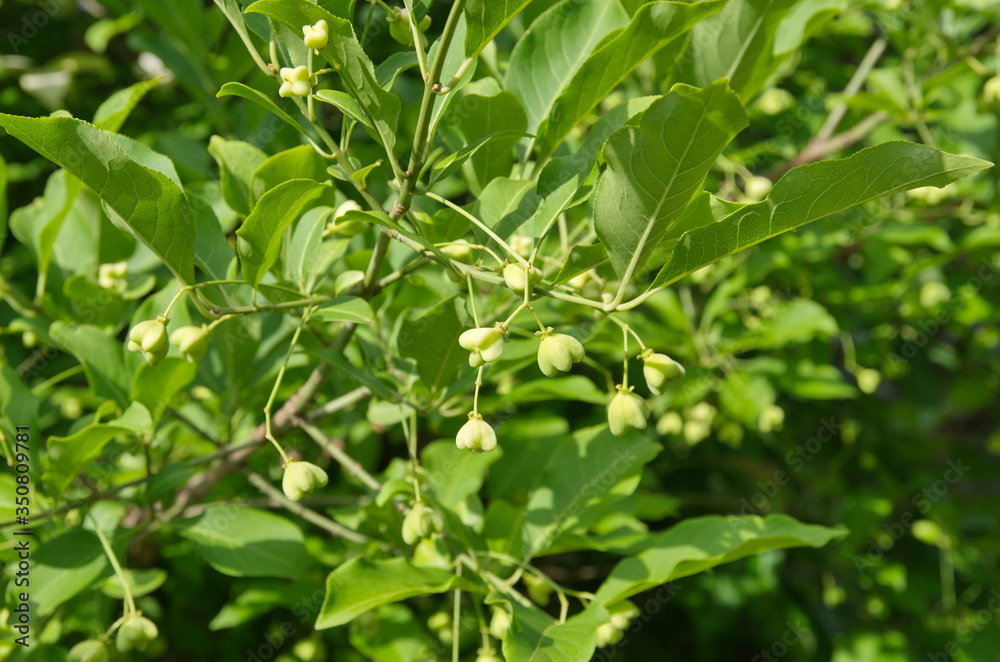 European beresklet (Lat. Euonymus europaeus) European beresklet (Lat. Euonymus europaeus)