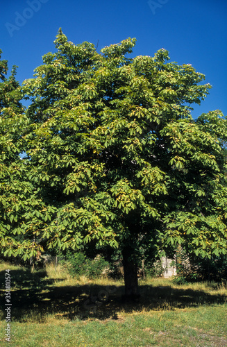 Marronnier d'Inde, Aesculus hippocastanum