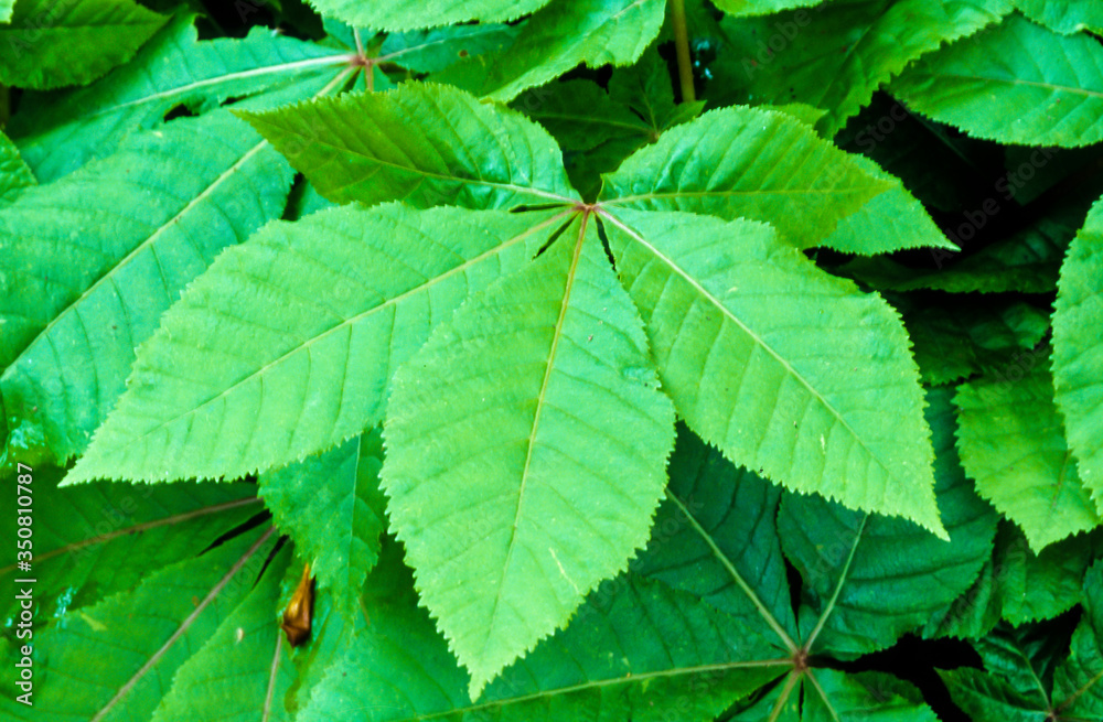 Marronnier d'Inde, Aesculus hippocastanum Marronnier d'Inde, Aesculus hippocastanum