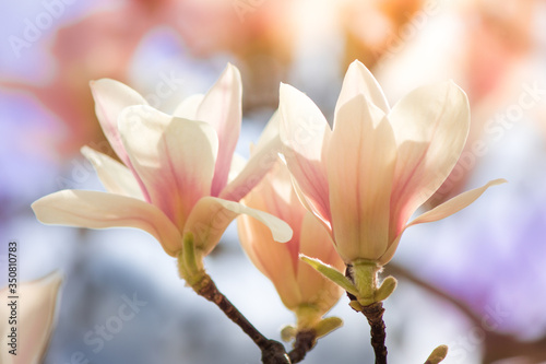 White magnolia flower. Flowers on a tree close-up.