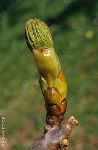 Marronnier d'Inde, Aesculus hippocastanum