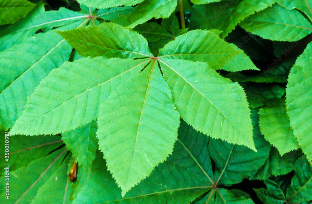 Marronnier d'Inde, Aesculus hippocastanum Marronnier d'Inde, Aesculus hippocastanum